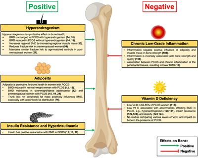 Effects of distinct Polycystic Ovary Syndrome phenotypes on bone health